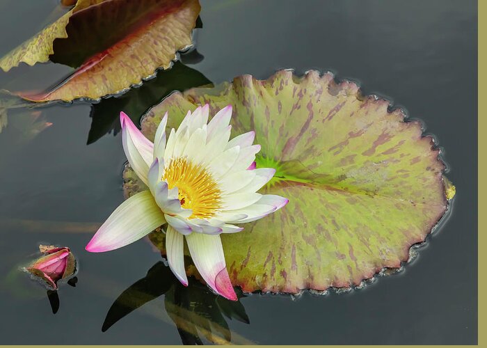 Lily Greeting Card featuring the photograph White Water Lily by Cate Franklyn