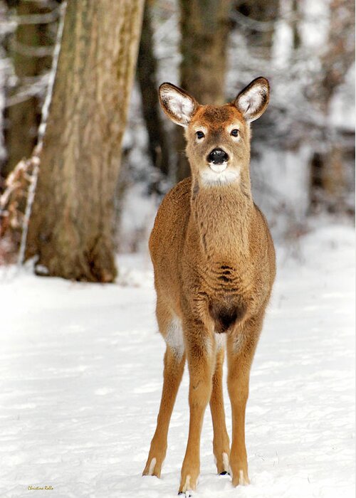 Deer Greeting Card featuring the photograph Whitetail in Snow by Christina Rollo