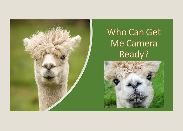 Alpaca Greeting Card featuring the photograph Who Can Get Me Camera Ready by Nancy Ayanna Wyatt