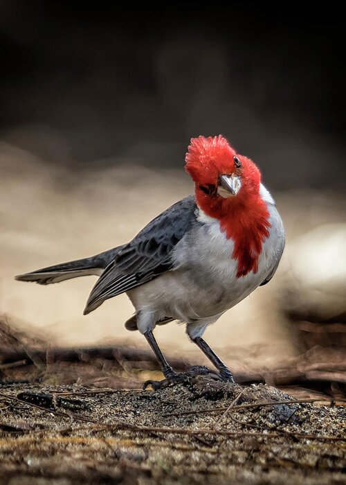 Red Crested Cardinal Greeting Card featuring the photograph Who is Checking Out Who by Belinda Greb