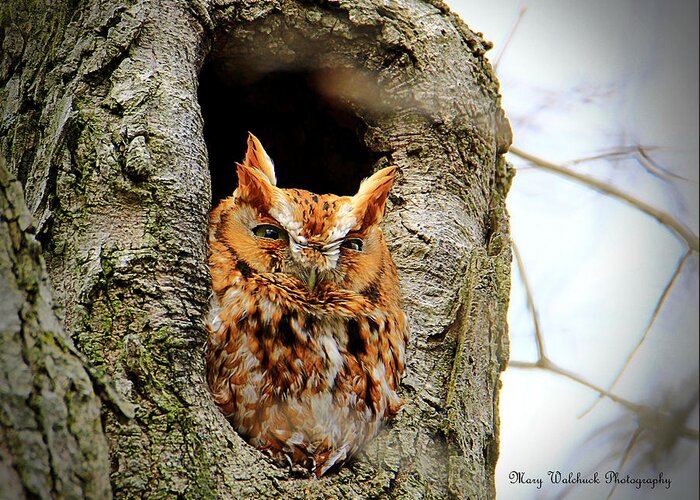 Eastern Screech Owl Red Morph Greeting Card featuring the photograph Whooo are You by Mary Walchuck