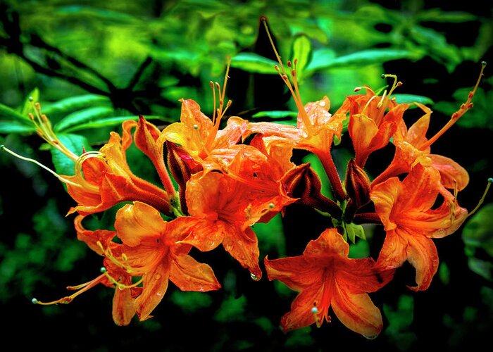 Carolina Greeting Card featuring the photograph Wild Azaleas by Debra and Dave Vanderlaan