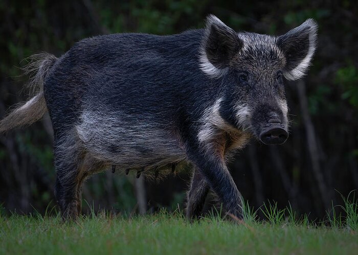 Hog Greeting Card featuring the photograph Wild Boar 2 by Larry Marshall