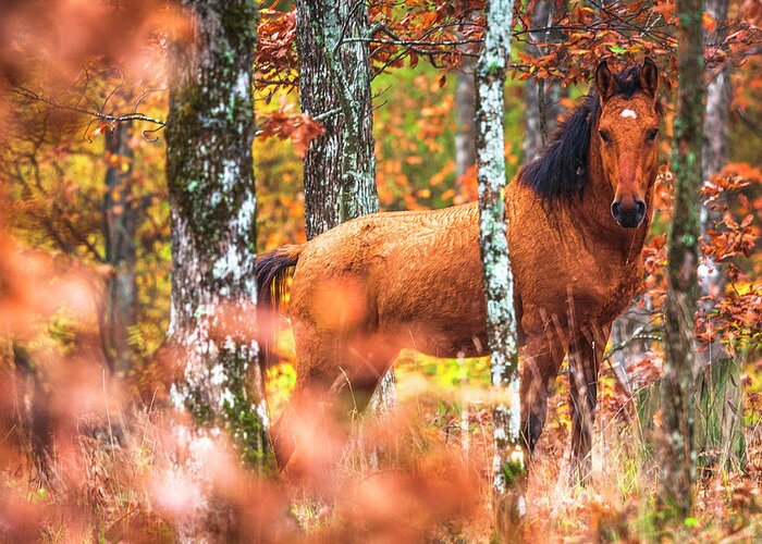 Animals Greeting Card featuring the photograph Wild by Evgeni Dinev
