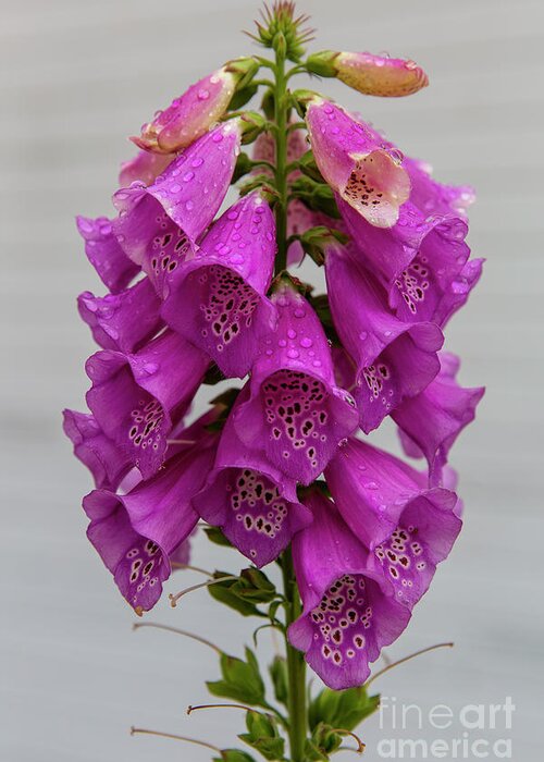 Photography Greeting Card featuring the photograph Wild Foxgloves by Erin Marie Davis