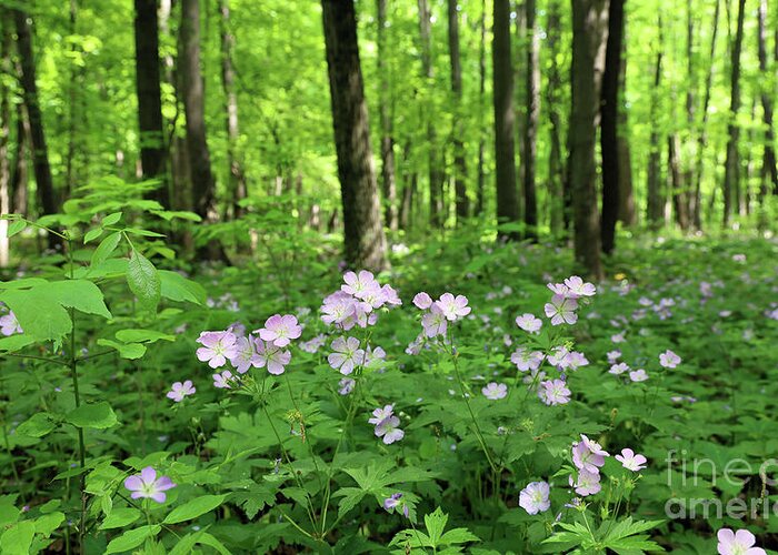 Wild Geraniums Greeting Card featuring the photograph Wild Geraniums 1214 by Jack Schultz