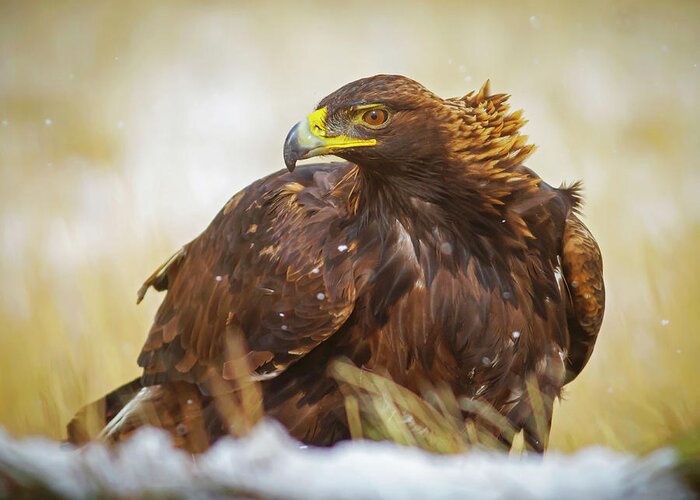 Eagle Greeting Card featuring the photograph Wild Golden Eagle Portriat by Mark Miller