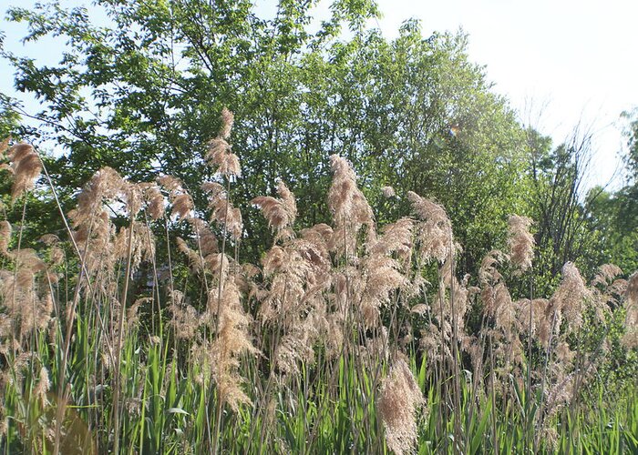 Wild Greeting Card featuring the photograph Wild Grass by Kenneth Pope