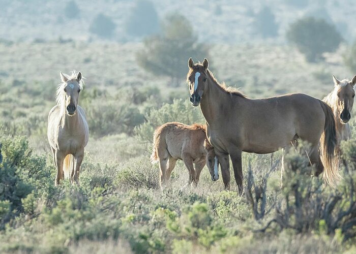 Wild Horses Greeting Card featuring the photograph Wild Horse Familial Band Bonding in Early Morning, No. 2 by Belinda Greb