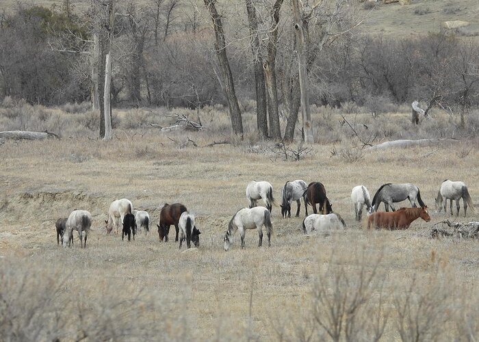 Wild Horses Greeting Card featuring the photograph Wild Horse Herd 1 by Amanda R Wright
