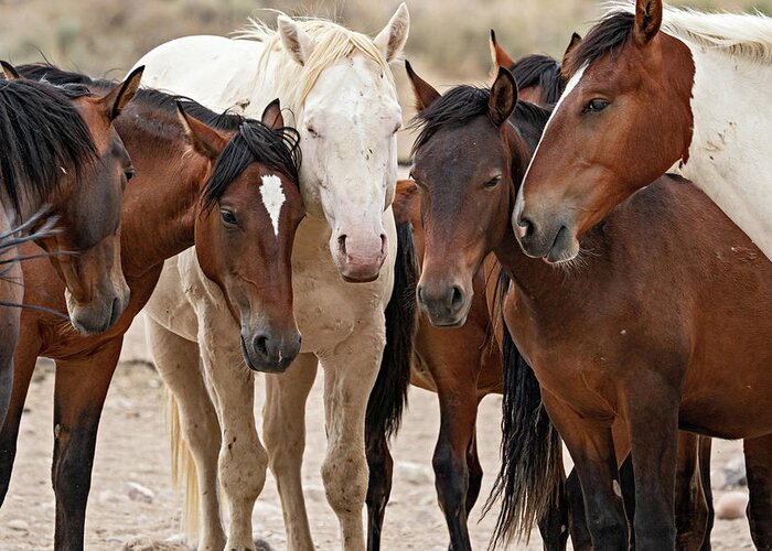 Wild Horses Greeting Card featuring the photograph Wild Horse Huddle by Wesley Aston