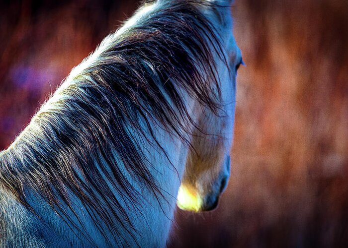 Horse Greeting Card featuring the photograph Wild Horse No. 2 by Craig J Satterlee
