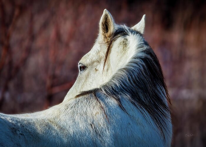Wild Greeting Card featuring the photograph Wild Horse No. 3 by Craig J Satterlee
