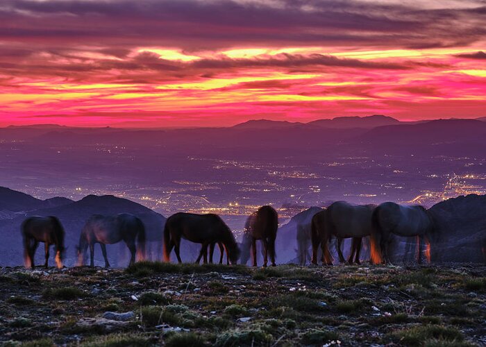 Horse Greeting Card featuring the photograph Wild horses at the mountains. Red sunset. Sierra Nevada National park by Guido Montanes Castillo