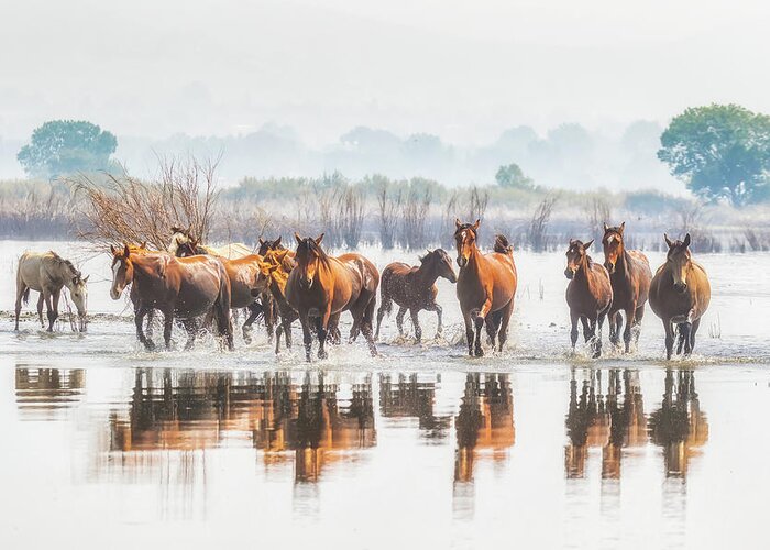 Nevada Greeting Card featuring the photograph Wild Horses Crossing Big Washoe by Marc Crumpler