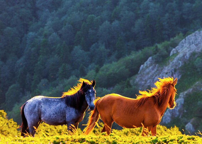 Balkan Mountains Greeting Card featuring the photograph Wild Horses by Evgeni Dinev