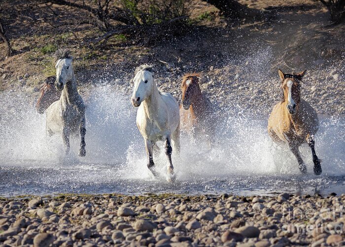 Wild Horses Greeting Card featuring the photograph Wild Horses Galloping Thru Salt River by Martin Konopacki