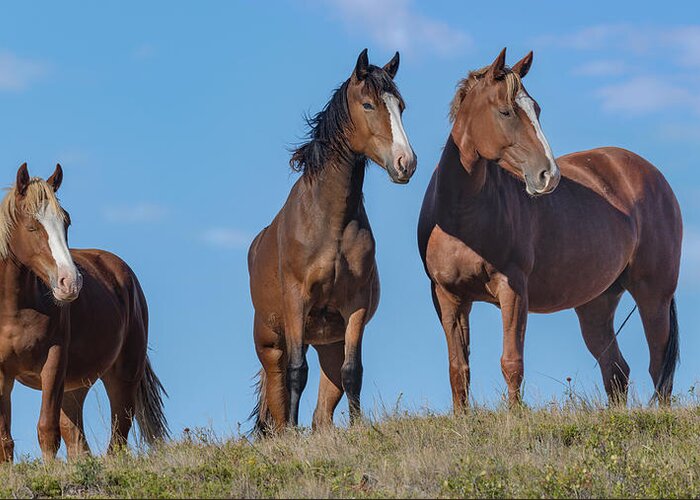 Stallion Greeting Card featuring the photograph Wild Horses in TRNP. by Paul Martin