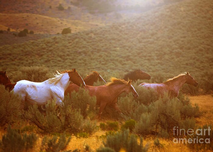 Horse Greeting Card featuring the photograph Wild Horses Running at Sunset by Diane Diederich