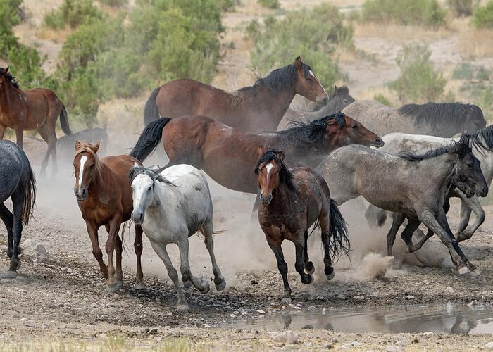 Wild Horses Greeting Card featuring the photograph Wild Horses Utah by Wesley Aston