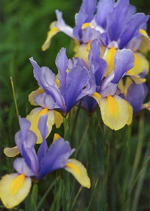 Flowers Greeting Card featuring the photograph Wild Iris by Bonnie Colgan