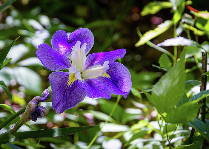 Flower Greeting Card featuring the photograph Wild Iris by Randy Bayne