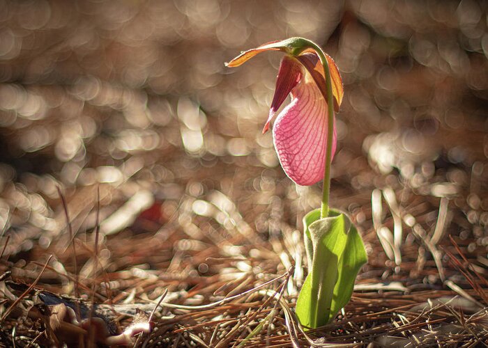 Cypripedium Acaule Greeting Card featuring the photograph Wild Lady Slipper In The Morning by Kristia Adams