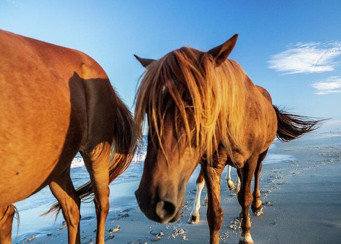 5-places Greeting Card featuring the photograph Wild Pony Head Shot Assateague Island by Louis Dallara