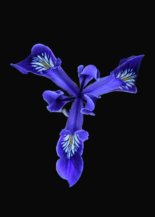 Flower Greeting Card featuring the photograph Wild Purple Iris by Carl Moore