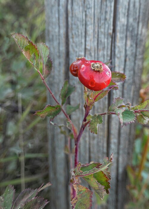 Rose Greeting Card featuring the photograph Wild Rose Hips And Fence Post by Karen Rispin