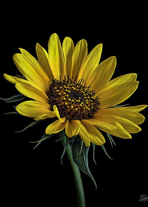 Wild Sunflower Greeting Card featuring the photograph Wild Sunflower by Endre Balogh