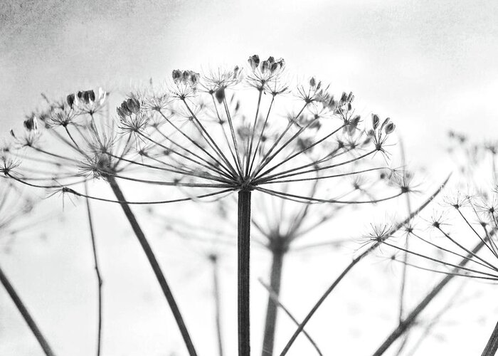 Black And White Greeting Card featuring the photograph Wild Umbel by Lupen Grainne