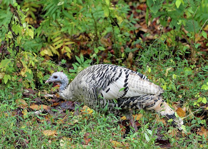 Tennessee Greeting Card featuring the photograph Wild White Turkey by Jennifer Robin