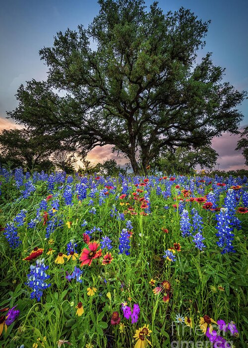 America Greeting Card featuring the photograph Wildflower Tree by Inge Johnsson