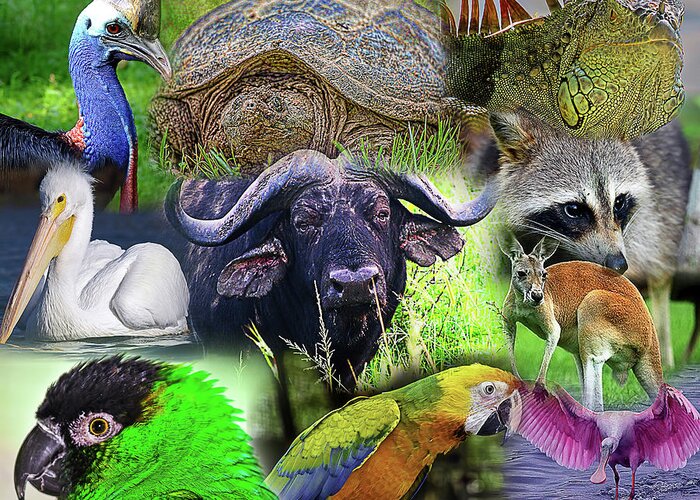 Wildlife Greeting Card featuring the photograph Wildlife Collage by Bill Barber