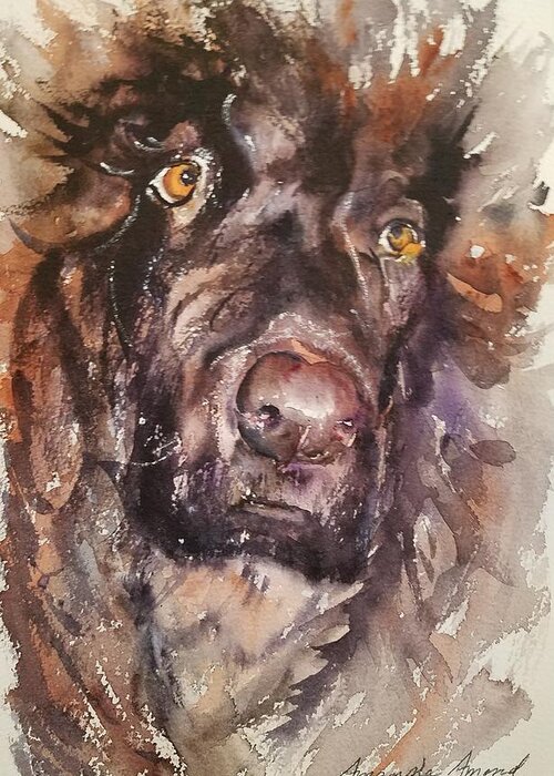Irish Water Spaniel Greeting Card featuring the painting Willa by Amanda Amend