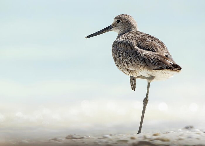 Tringa Semipalmata Greeting Card featuring the photograph Willet - Tringa semipalmata by Olivier Parent