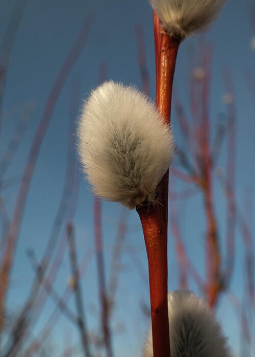 Spring Greeting Card featuring the photograph Willow Catkin by Karen Rispin