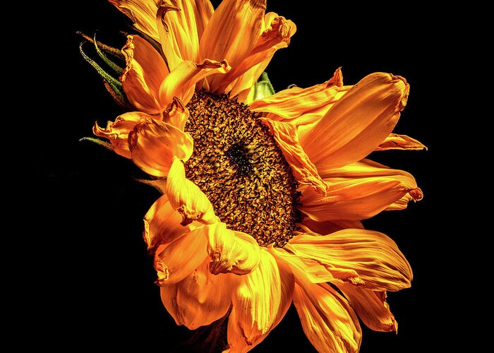 Black Background Greeting Card featuring the photograph Wilting Sunflower #2 by Kevin Suttlehan