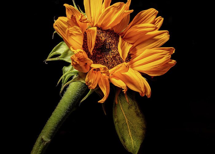 Black Background Greeting Card featuring the photograph Wilting Sunflower #4 by Kevin Suttlehan