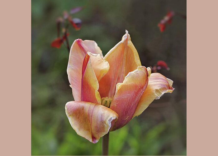 Wilting Greeting Card featuring the photograph Wilting Tulip by Maria Meester