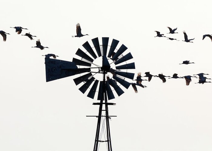 Sandhill Cranes Greeting Card featuring the photograph Windmills and Sandhill Cranes by Susan Rissi Tregoning