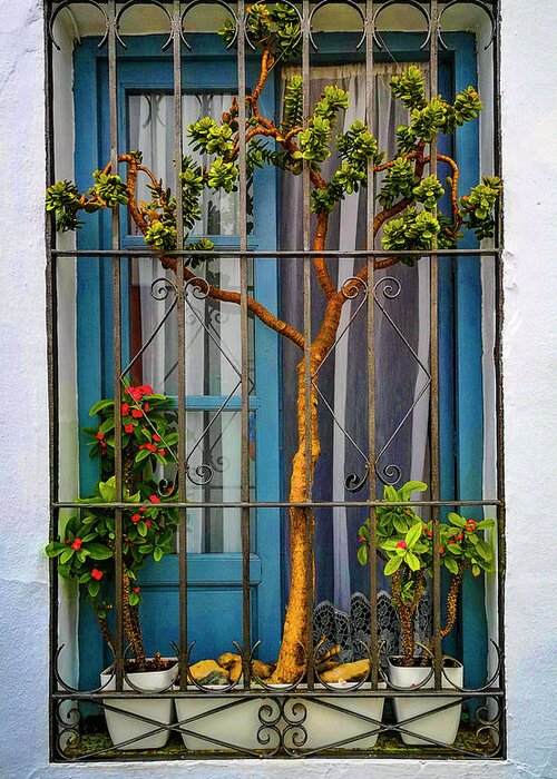 Andalucia Andalusia Costa Del Sol Culture EspaÑa EspaÑol Europe Flora Frigiliana Garden Flowers Flower Land Lifestyle Malaga Province Money Tree Natural History Overseas Peoples Plants Pot Plants Recreation Leisure Roads Spain Spanish Street Life Time Tradition Traditional Transportation Transport Window  Greeting Card featuring the photograph Window and window box in Frigiliana, Malaga Province, Andalucia, Spain by Panoramic Images