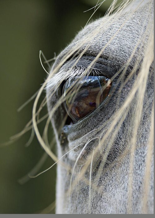 Horse Greeting Card featuring the photograph Window of the Soul by M Kathleen Warren