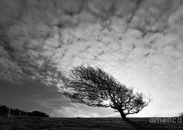 Tree Silhouette Greeting Card featuring the photograph Windswept Blackthorn Tree in Winter by James Brunker