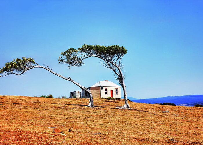 Tantalising Greeting Card featuring the photograph Windswept Trees Maria Island by Lexa Harpell