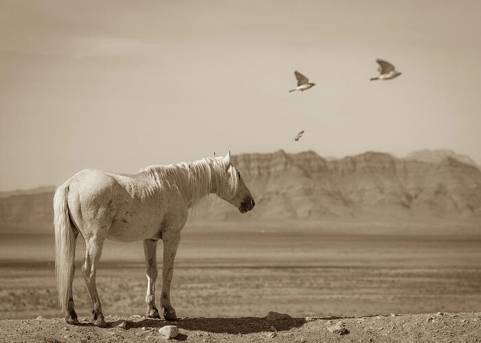 Wild Horses Greeting Card featuring the photograph Feathered Angels by Mary Hone
