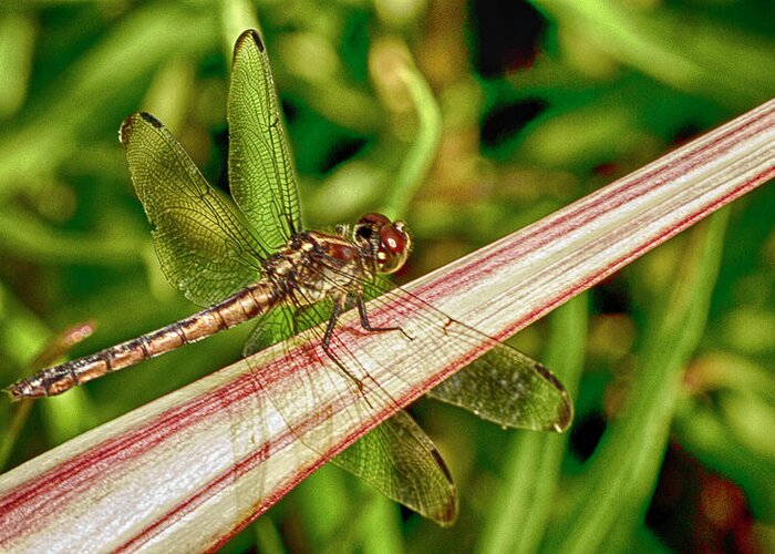 Dragonfly Greeting Card featuring the photograph Winged Dragon by Bill Barber