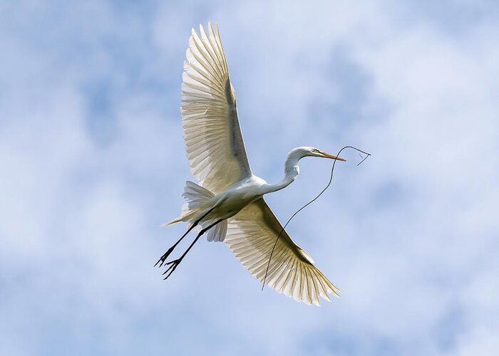 Great Egret Greeting Card featuring the photograph Wingspan by Rose Guinther