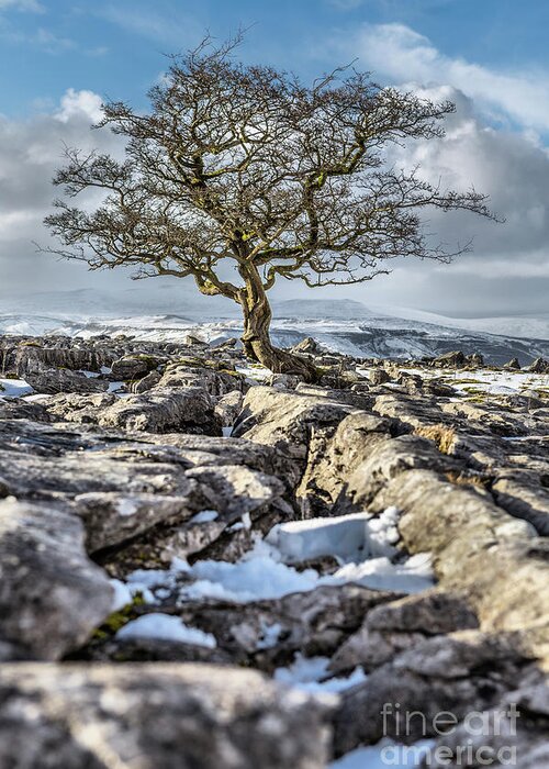 England Greeting Card featuring the photograph Winskill Stones by Tom Holmes Photography